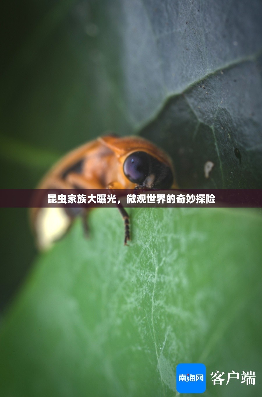 昆蟲(chóng)家族大曝光，微觀世界的奇妙探險(xiǎn)