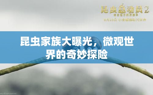 昆蟲(chóng)家族大曝光，微觀世界的奇妙探險(xiǎn)