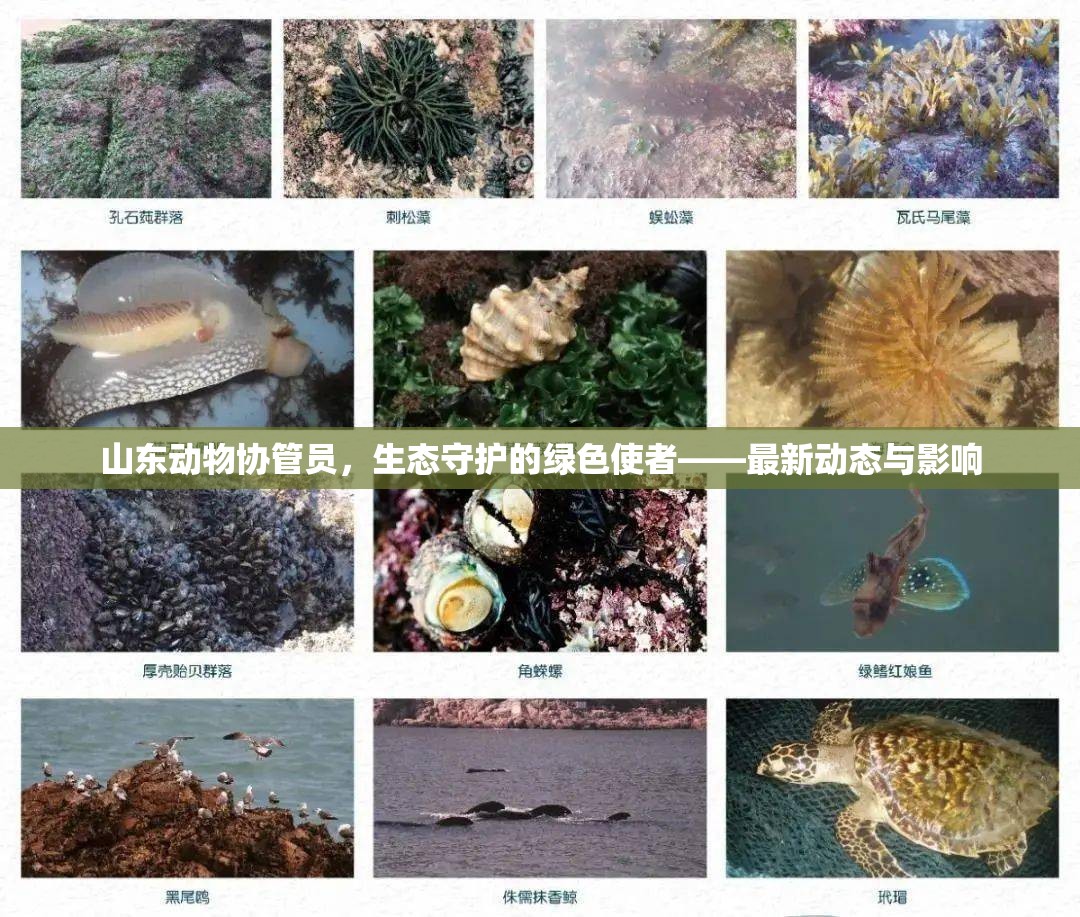 山東動(dòng)物協(xié)管員，生態(tài)守護(hù)的綠色使者——最新動(dòng)態(tài)與影響