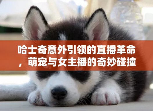 哈士奇意外引領(lǐng)的直播革命，萌寵與女主播的奇妙碰撞