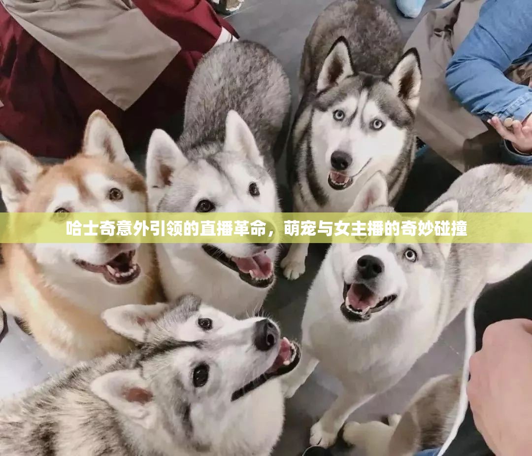 哈士奇意外引領(lǐng)的直播革命，萌寵與女主播的奇妙碰撞