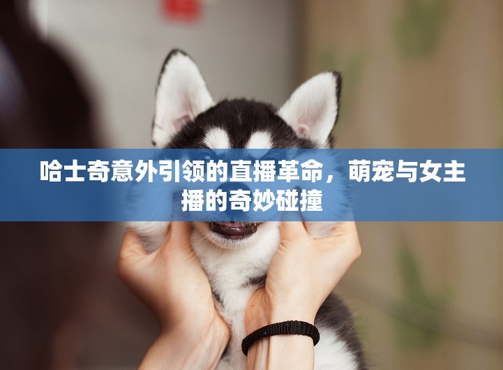 哈士奇意外引領(lǐng)的直播革命，萌寵與女主播的奇妙碰撞