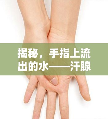 揭秘，手指上流出的水——汗腺與健康的微妙對(duì)話(huà)