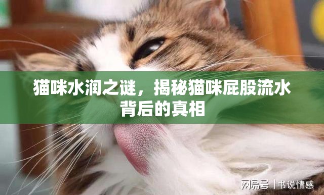 貓咪水潤之謎，揭秘貓咪屁股流水背后的真相