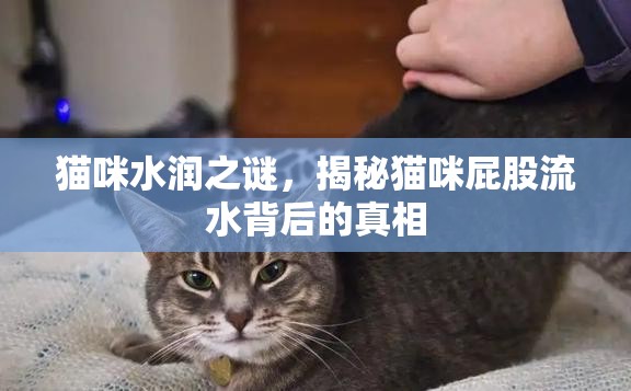 貓咪水潤之謎，揭秘貓咪屁股流水背后的真相