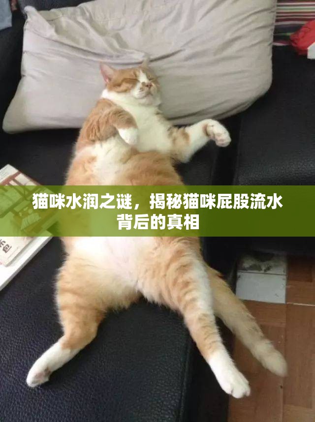 貓咪水潤之謎，揭秘貓咪屁股流水背后的真相