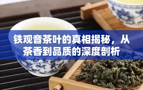 鐵觀音茶葉的真相揭秘，從茶香到品質(zhì)的深度剖析