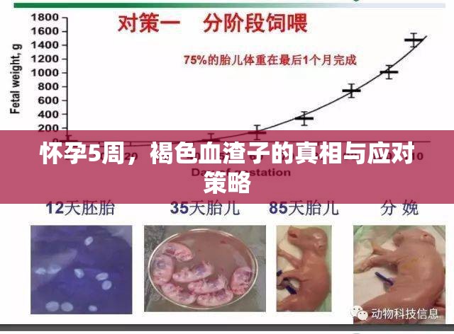 懷孕5周，褐色血渣子的真相與應(yīng)對策略