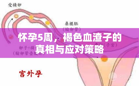 懷孕5周，褐色血渣子的真相與應(yīng)對策略
