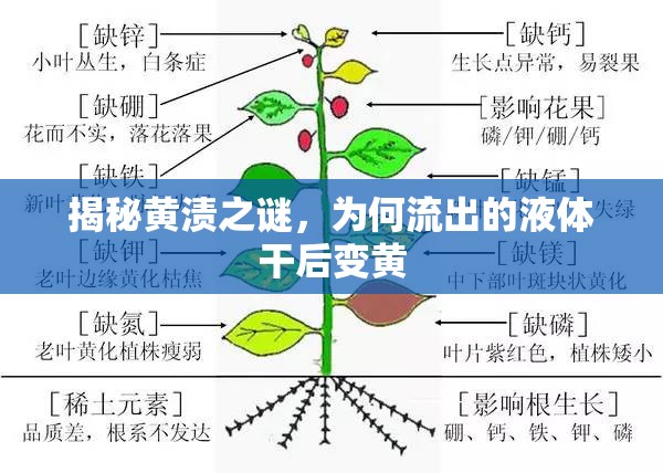 揭秘黃漬之謎，為何流出的液體干后變黃