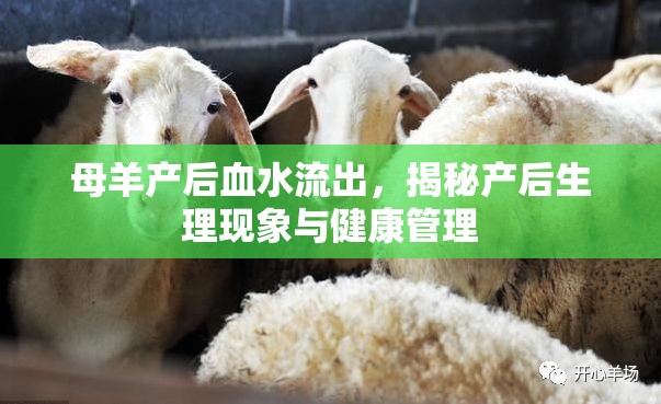 母羊產(chǎn)后血水流出，揭秘產(chǎn)后生理現(xiàn)象與健康管理
