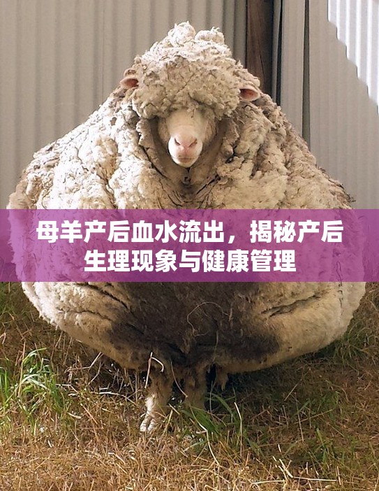 母羊產(chǎn)后血水流出，揭秘產(chǎn)后生理現(xiàn)象與健康管理