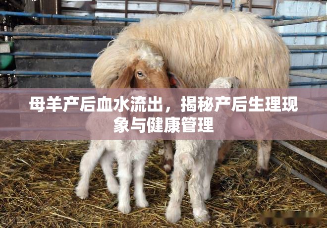 母羊產(chǎn)后血水流出，揭秘產(chǎn)后生理現(xiàn)象與健康管理