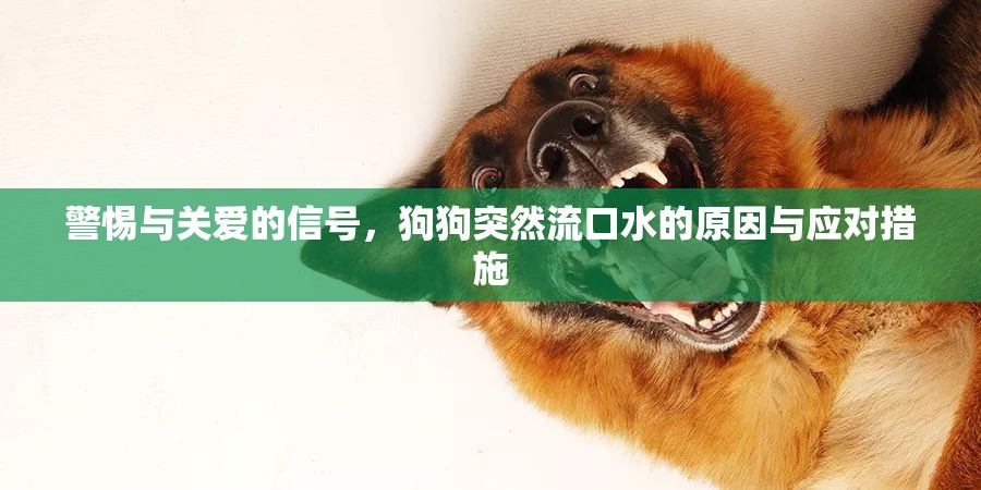 警惕與關愛的信號，狗狗突然流口水的原因與應對措施