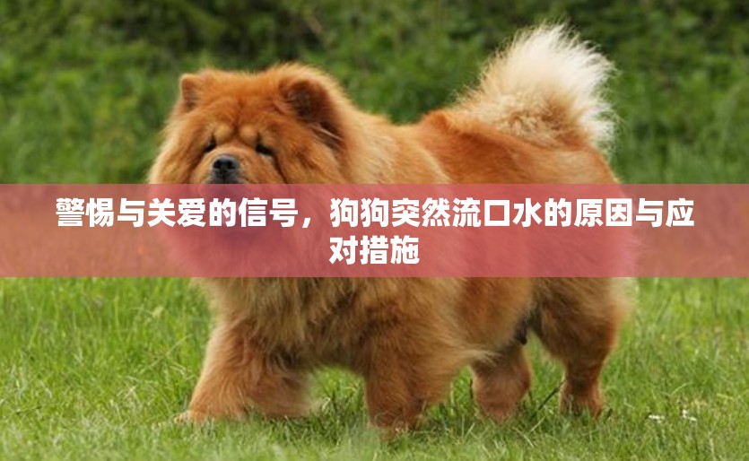警惕與關愛的信號，狗狗突然流口水的原因與應對措施