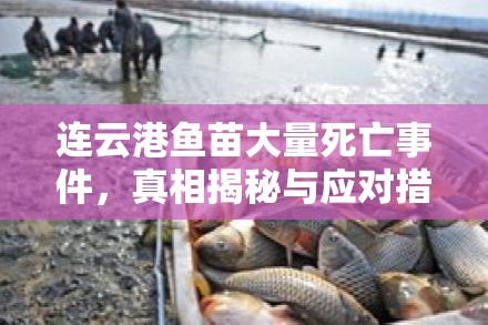 連云港魚苗大量死亡事件，真相揭秘與應(yīng)對措施最新進展