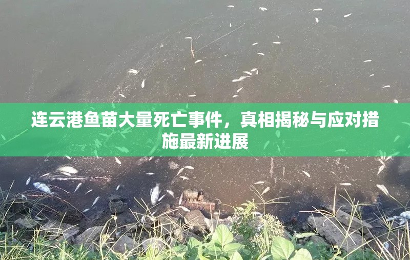 連云港魚苗大量死亡事件，真相揭秘與應(yīng)對措施最新進展