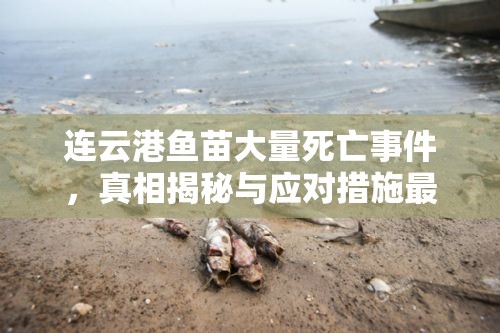 連云港魚苗大量死亡事件，真相揭秘與應(yīng)對措施最新進展