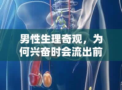 男性生理奇觀，為何興奮時會流出前列腺液