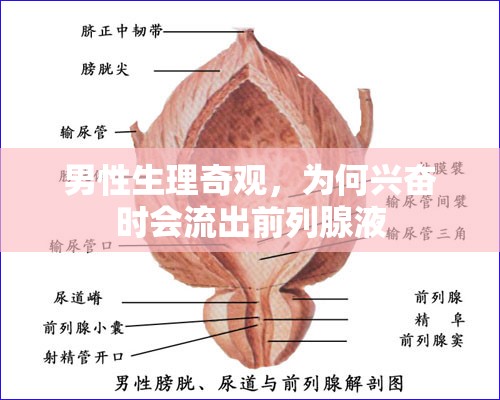 男性生理奇觀，為何興奮時會流出前列腺液