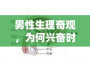 男性生理奇觀，為何興奮時會流出前列腺液
