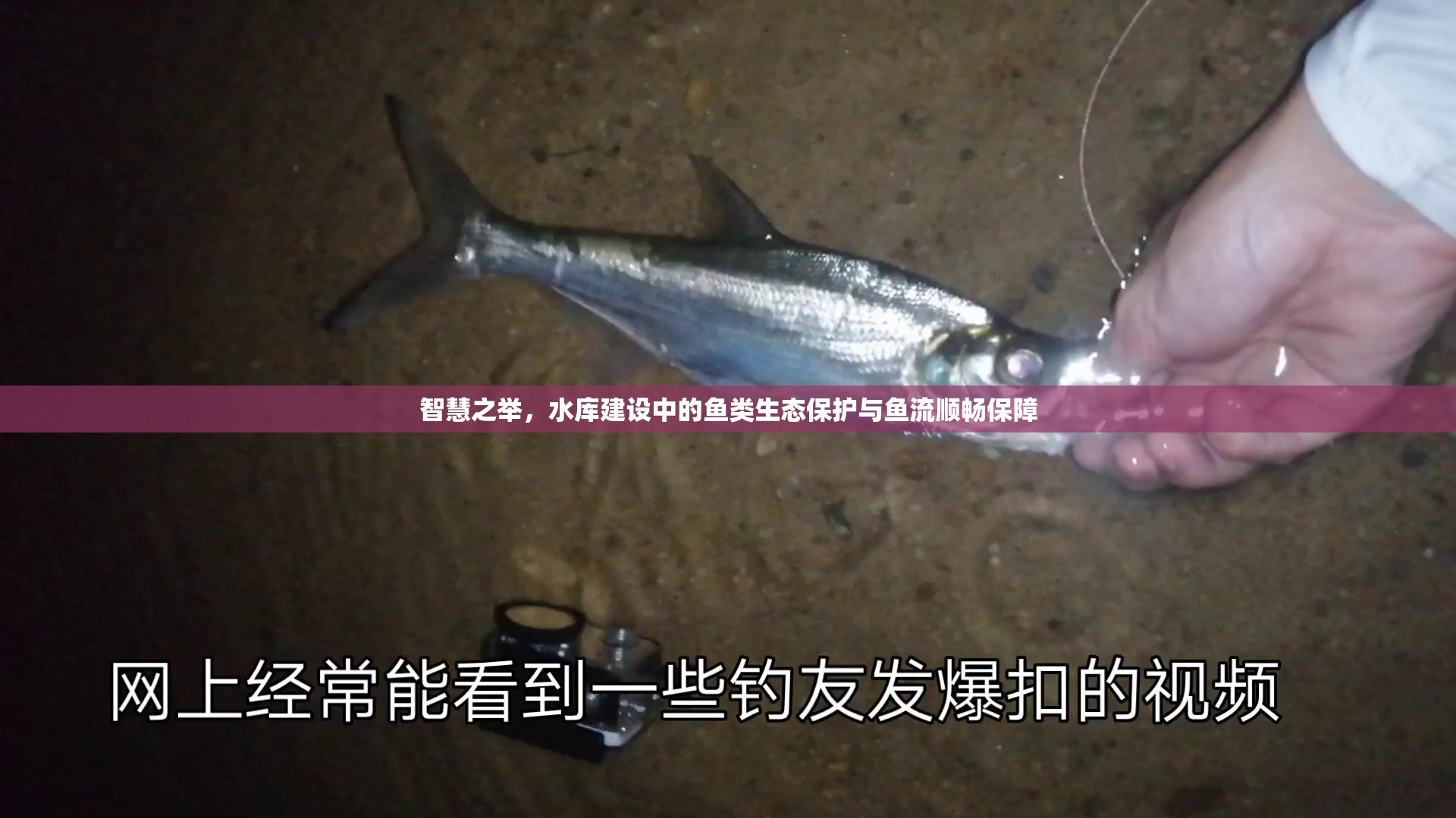 智慧之舉，水庫建設(shè)中的魚類生態(tài)保護與魚流順暢保障