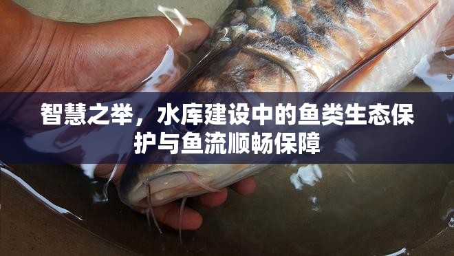 智慧之舉，水庫建設(shè)中的魚類生態(tài)保護與魚流順暢保障
