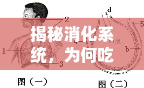 揭秘消化系統(tǒng)，為何吃飯時(shí)會(huì)有氣體流出？
