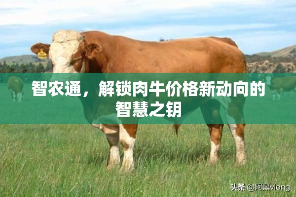 智農(nóng)通，解鎖肉牛價(jià)格新動(dòng)向的智慧之鑰