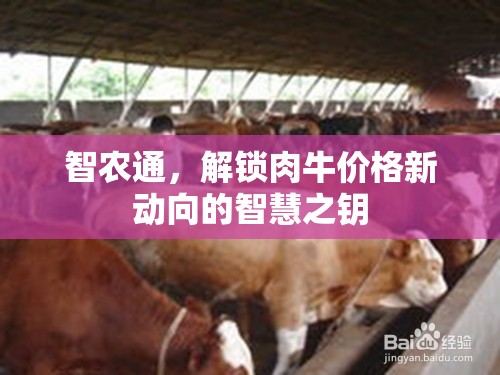 智農(nóng)通，解鎖肉牛價(jià)格新動(dòng)向的智慧之鑰