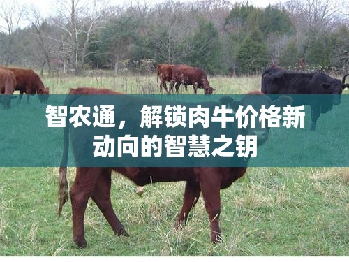 智農(nóng)通，解鎖肉牛價(jià)格新動(dòng)向的智慧之鑰