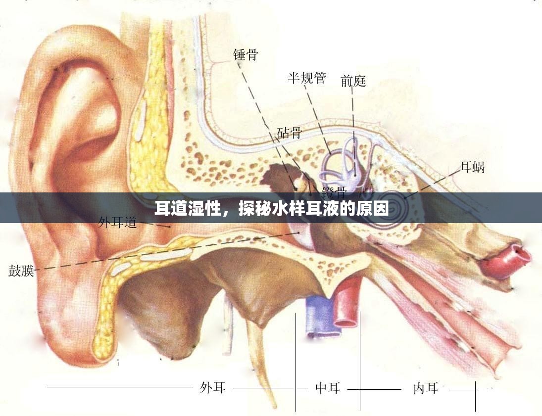 耳道濕性，探秘水樣耳液的原因