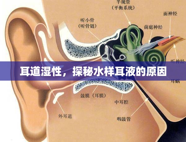 耳道濕性，探秘水樣耳液的原因