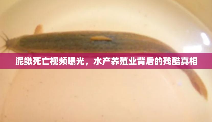 泥鰍死亡視頻曝光，水產(chǎn)養(yǎng)殖業(yè)背后的殘酷真相