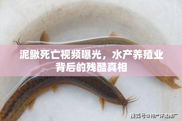 泥鰍死亡視頻曝光，水產(chǎn)養(yǎng)殖業(yè)背后的殘酷真相