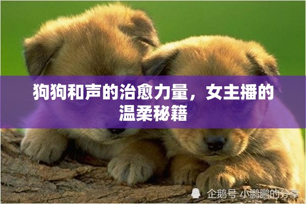 狗狗和聲的治愈力量，女主播的溫柔秘籍