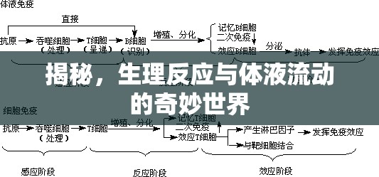 揭秘，生理反應(yīng)與體液流動的奇妙世界
