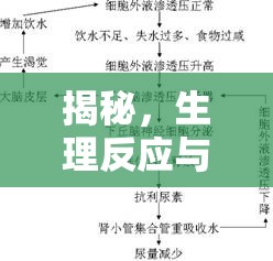 揭秘，生理反應(yīng)與體液流動的奇妙世界