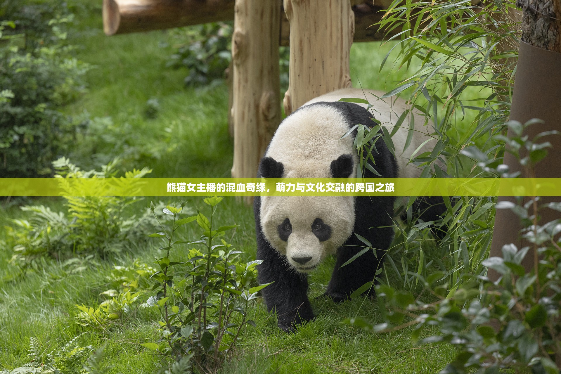 熊貓女主播的混血奇緣，萌力與文化交融的跨國(guó)之旅