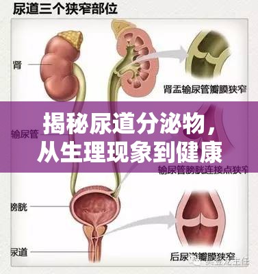 揭秘尿道分泌物，從生理現(xiàn)象到健康警報的全面解析