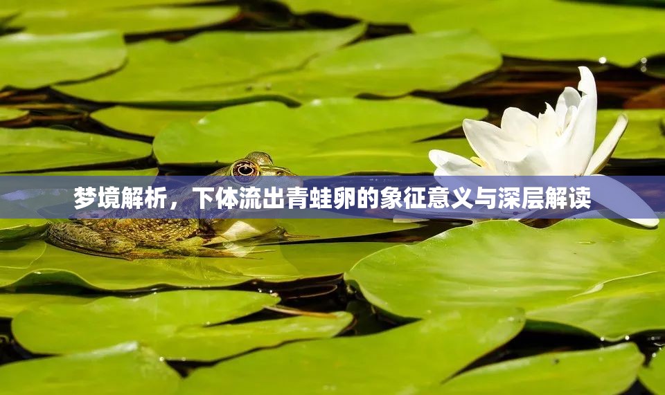 夢(mèng)境解析，下體流出青蛙卵的象征意義與深層解讀