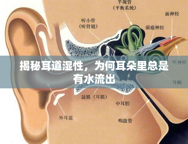 揭秘耳道濕性，為何耳朵里總是有水流出