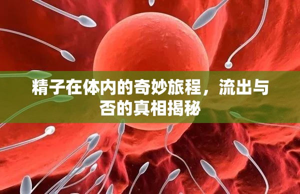精子在體內(nèi)的奇妙旅程，流出與否的真相揭秘