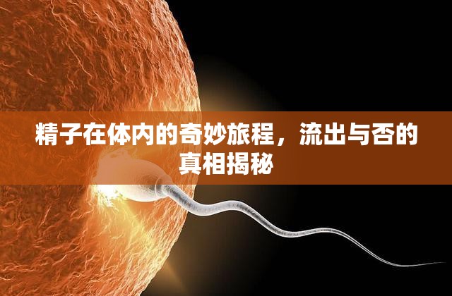 精子在體內(nèi)的奇妙旅程，流出與否的真相揭秘
