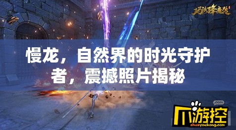 慢龍，自然界的時(shí)光守護(hù)者，震撼照片揭秘