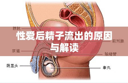 性愛后精子流出的原因與解讀