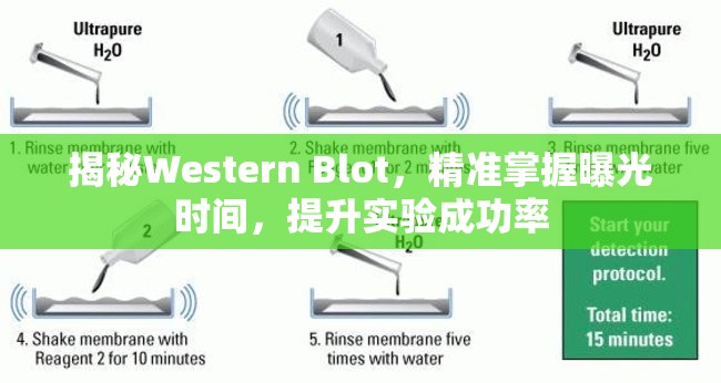揭秘Western Blot，精準(zhǔn)掌握曝光時(shí)間，提升實(shí)驗(yàn)成功率
