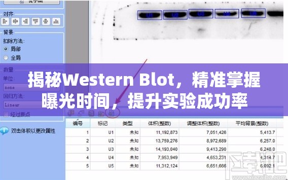 揭秘Western Blot，精準(zhǔn)掌握曝光時(shí)間，提升實(shí)驗(yàn)成功率