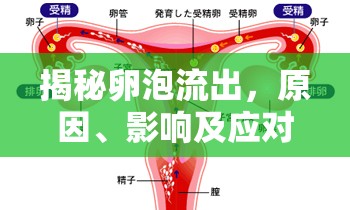 揭秘卵泡流出，原因、影響及應(yīng)對策略