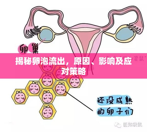 揭秘卵泡流出，原因、影響及應(yīng)對策略